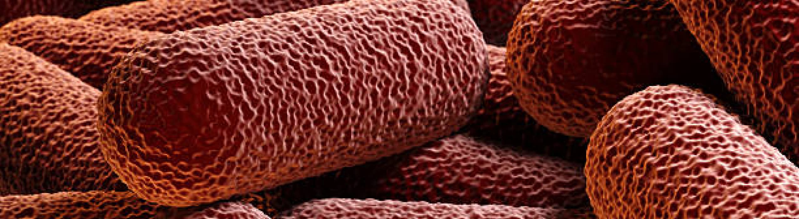 Brown cells